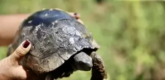 Kırık Kabuklu Kaplumbağa Onarıldı, Doğaya Salınmayı Bekliyor