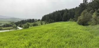 Karabük'te 200 Bin Dekar Alana Hububat Ekimi Yapıldı