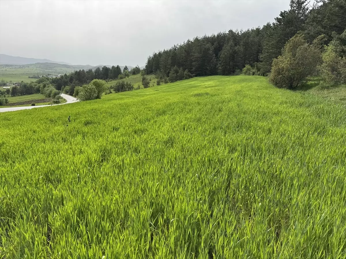Karabük'te 200 Bin Dekar Alana Hububat Ekimi Yapıldı