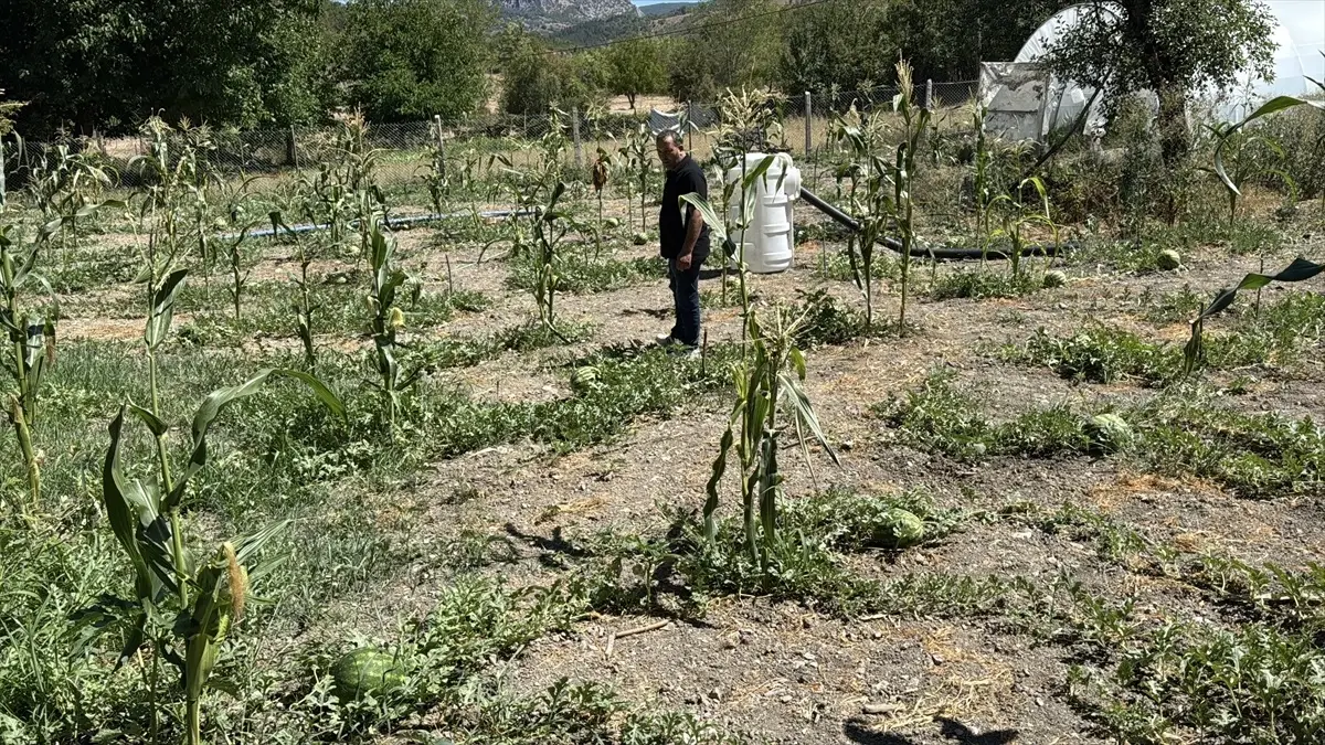 Karabük'te Karpuz Hasadı Etkinliği Düzenlendi