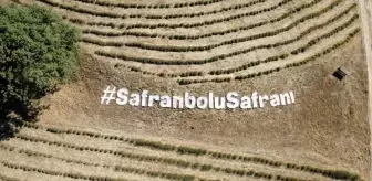 Safranbolu'da Safran Ekimi Başladı