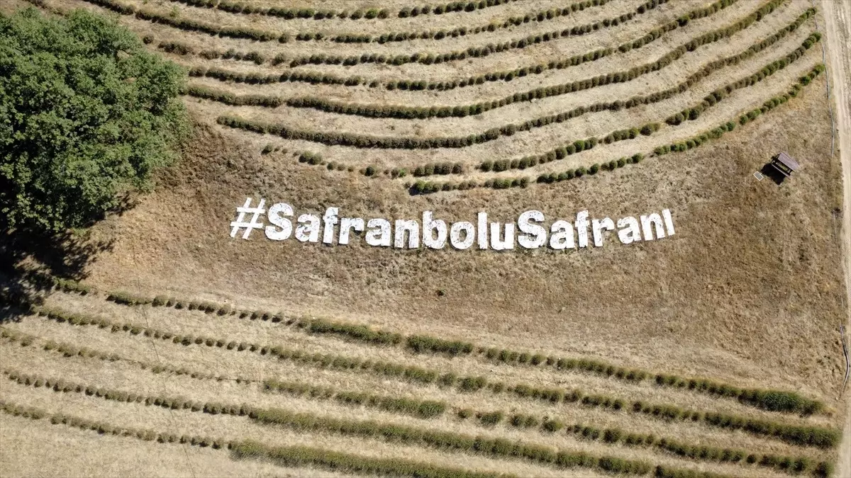Safranbolu'da Safran Ekimi Başladı