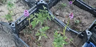 Karabük'te Salep Orkidesi Üretimi Artıyor