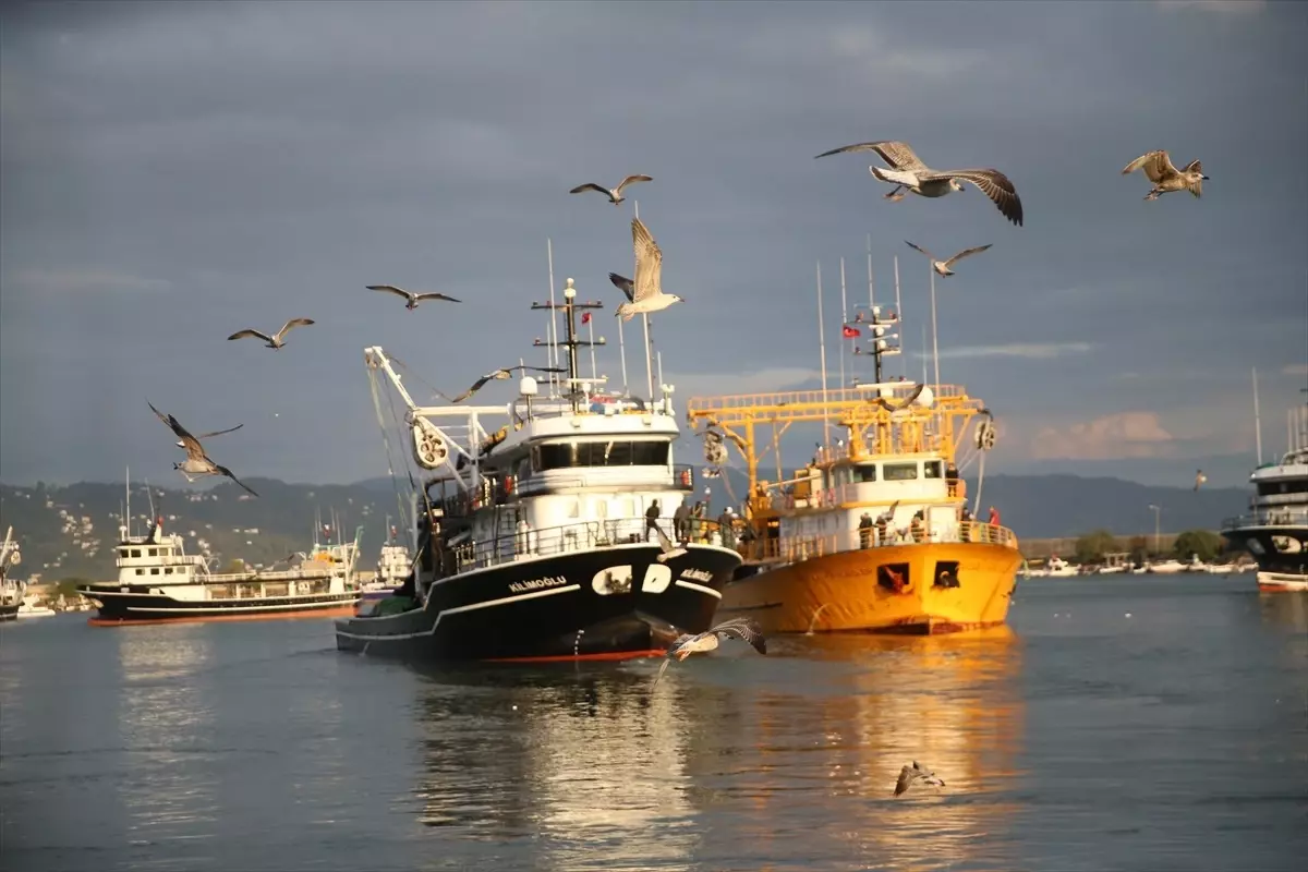 Karadeniz'de Hamsi Bereketi: Balıkçılar Bol Avla Dönüyor