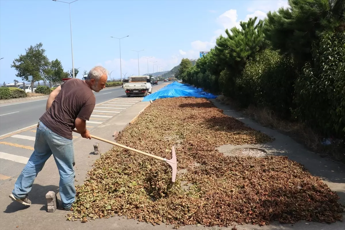 Fındık Üreticileri Karadeniz Sahil Yolu'nda Kaldırımlarda Kurutma Yöntemine Başvurdu