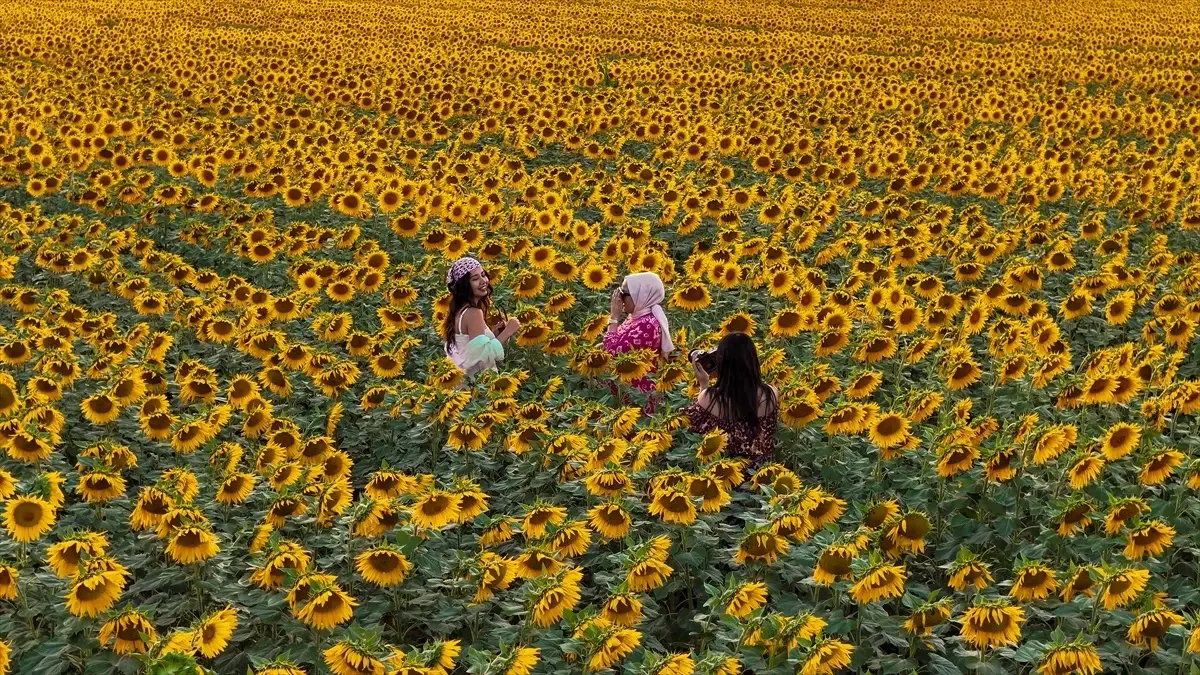 Karaman'da Ayçiçeği Tarlaları Fotoğraf Severleri Ağırlıyor