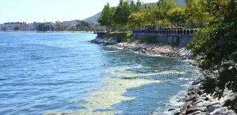 Karamürsel Sahilinde Yosun Tabakası Görüldü