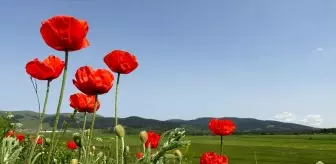 Sarıkamış Yaylaları Rengarenk Çiçeklerle Kaplandı