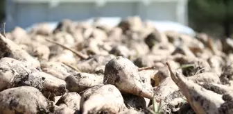 Kars Şeker Fabrikası'nda 32. Dönem Pancar Alımı Törenle Başladı
