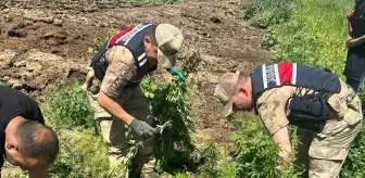 Kars'ta Yasa Dışı Ekili 42 Bin Kök Hint Keneviri Ele Geçirildi
