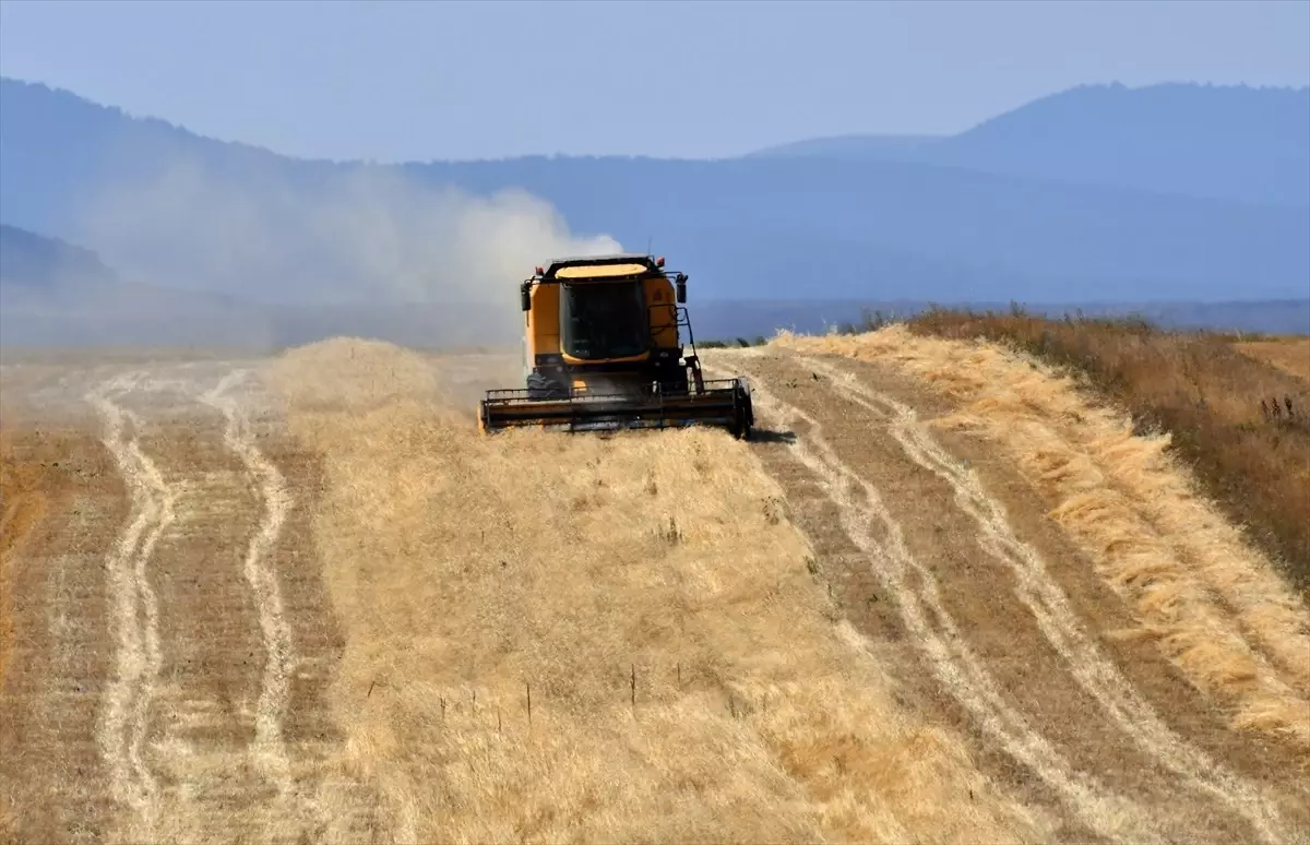 Kars'ta Çiftçiler Son Buğday Hasadını Yapıyor