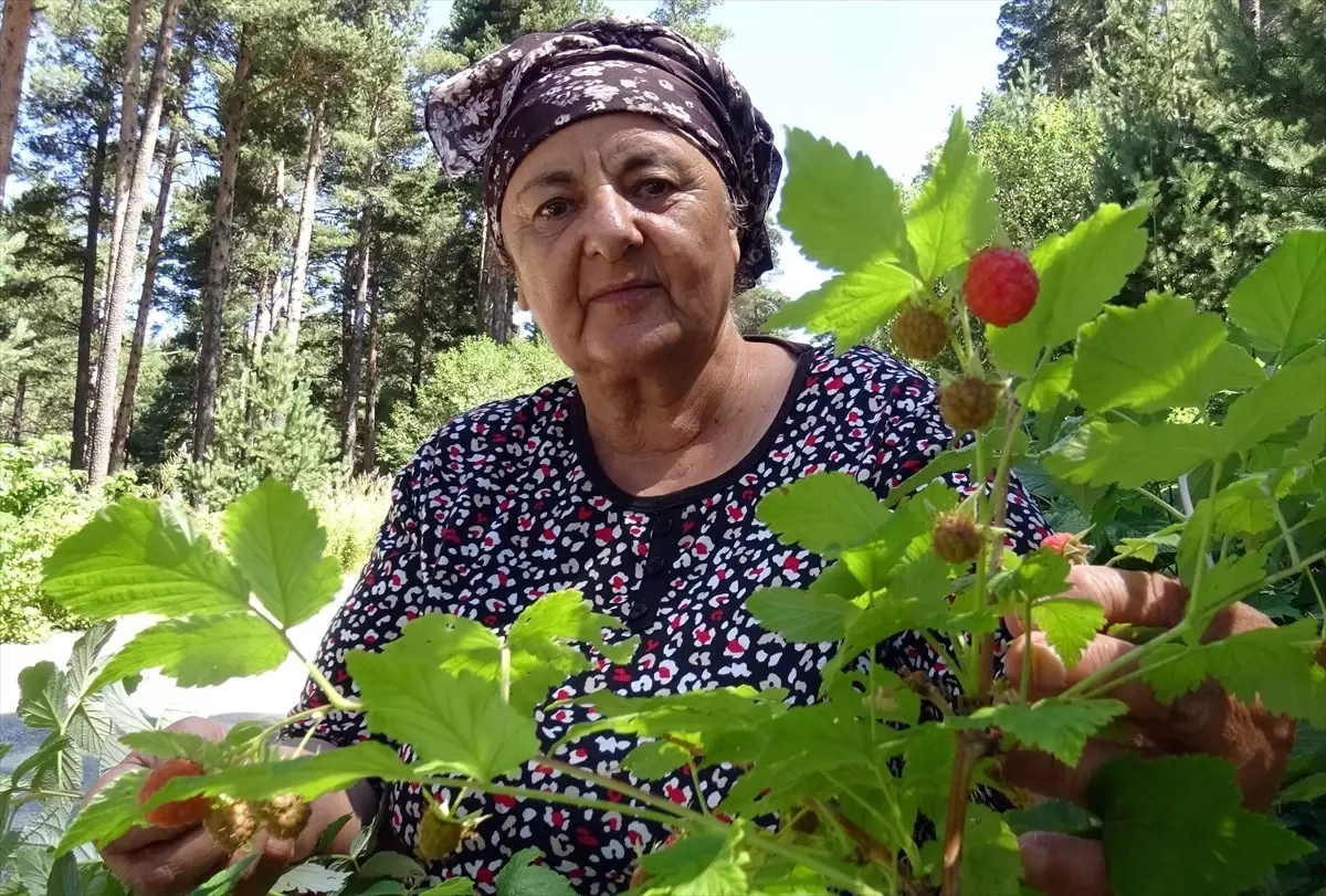 Kars'ta Dağ Çileği Sezonu Başladı