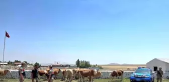 Kars'ta Kaybolan 10 Büyükbaş Hayvan Bulundu