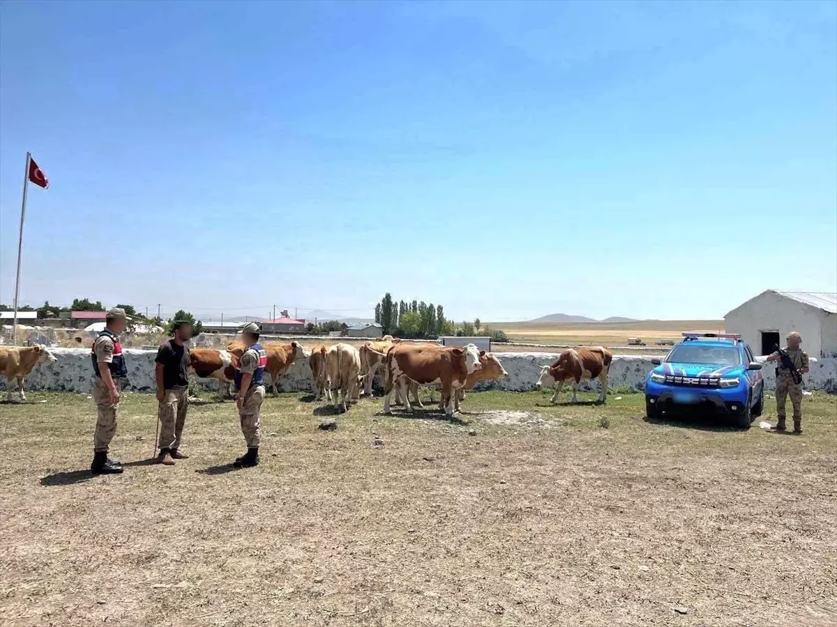 Kars'ta Kaybolan 10 Büyükbaş Hayvan Bulundu