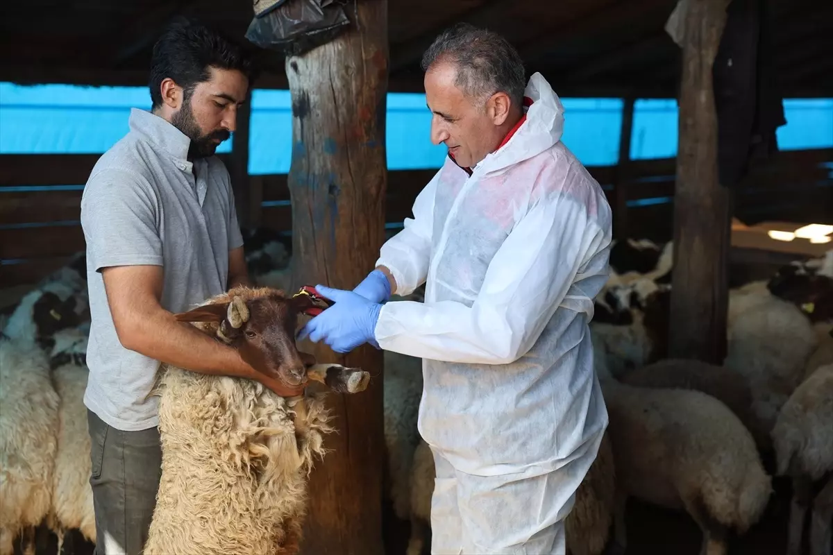 Kars'ta Küçükbaş Hayvanlar İçin Aşılama Çalışmaları Devam Ediyor
