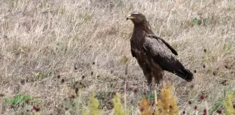 Kars'ın Sarıkamış İlçesinde Yaban Kuşları ve Hayvanların Yaşam Alanları