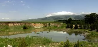 Kars'ın Sarıkamış İlçesinde Angut Yavruları Doğayla Buluştu