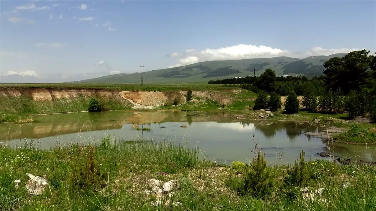 Kars'ın Sarıkamış İlçesinde Angut Yavruları Doğayla Buluştu