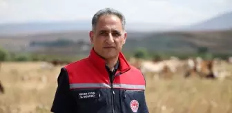 Kars'ta Şap Hastalığı Tedbirleri Başarıyla Uygulandı