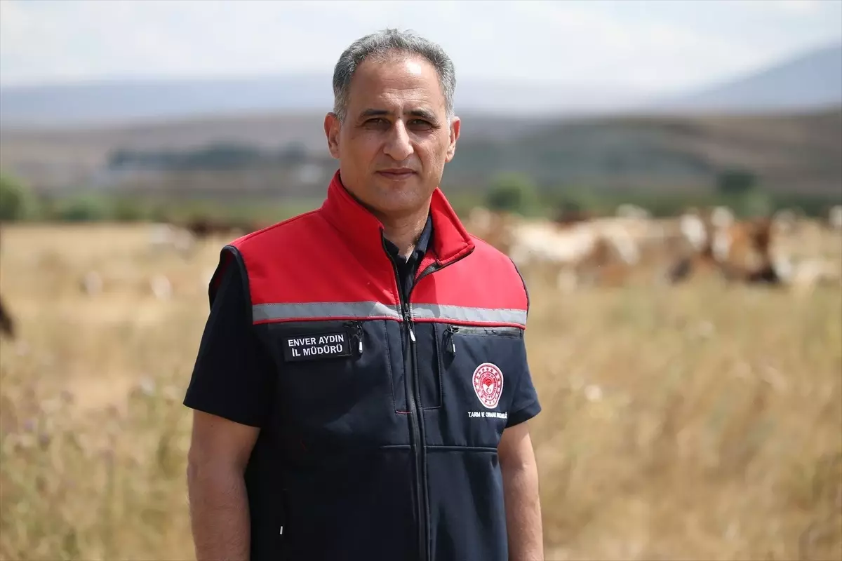 Kars'ta Şap Hastalığı Tedbirleri Başarıyla Uygulandı