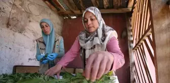 Kars'ta Kadınlar Kooperatifi Doğadan Toplanan Bitkilerle Ekonomik Güç Sağlıyor