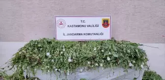 Kastamonu'da İzinsiz Haşhaş Ekimi: 120 Bin Kök Ele Geçirildi