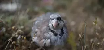 Kastamonu'da 2 Bin 100 Kınalı Keklik Doğaya Salındı