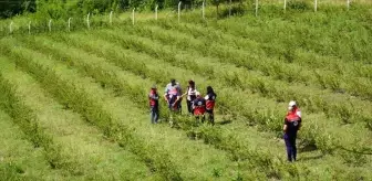 Kastamonu'da Aronya Üretimi Hızla Yayılıyor