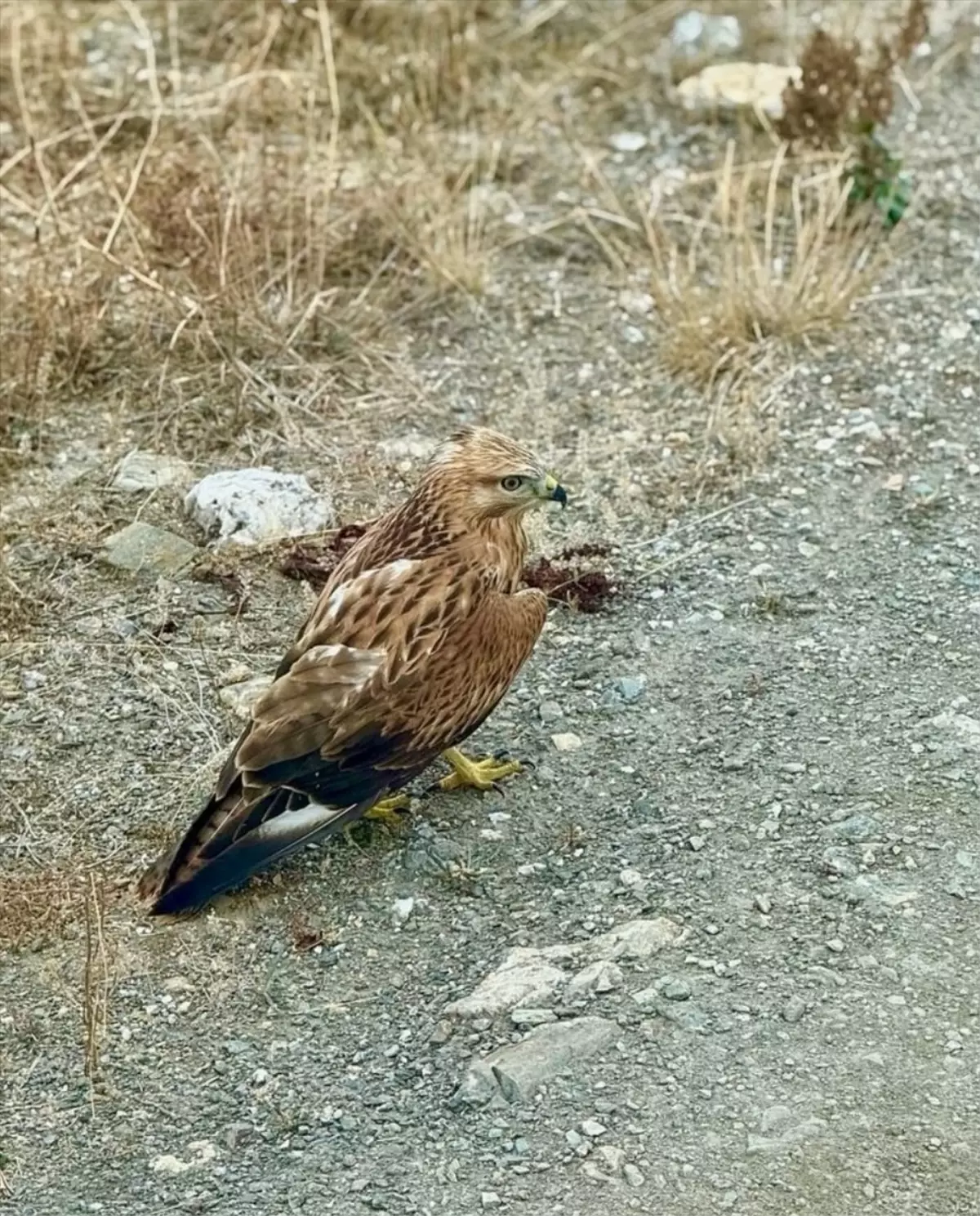 Daday'da Yaralı Şahin Tedavi Altına Alındı