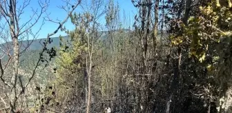 Kastamonu'da Orman Yangını Kontrol Altına Alındı