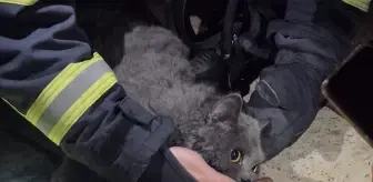 Yangın Sonrası Baygın Bulunan Kedi Kurtarıldı