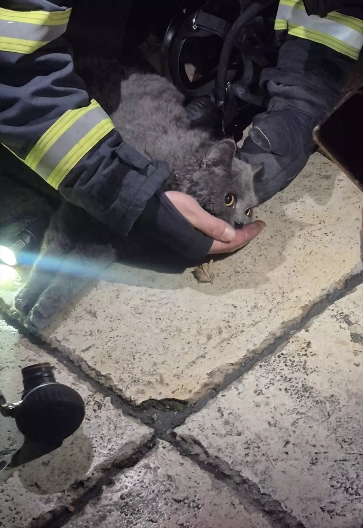 Yangın Sonrası Baygın Bulunan Kedi Kurtarıldı