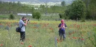 Kastamonu'da Doğanın Renk Şöleni