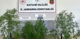 Kayseri'de Kenevir Yetiştiren Zanlı Gözaltına Alındı