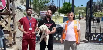 Kayseri'de Kaybolan Koyunlar ve Kuzular Sahibine Teslim Edildi