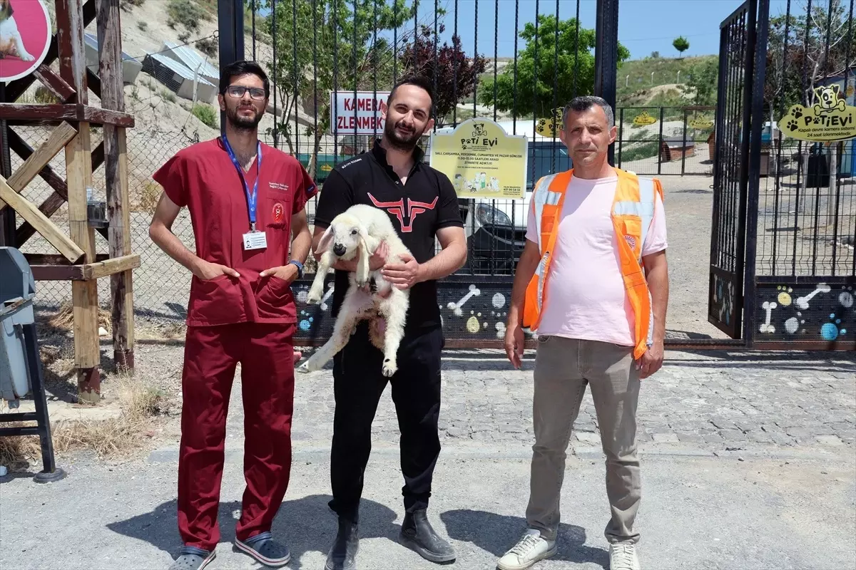 Kayseri'de Kaybolan Koyunlar ve Kuzular Sahibine Teslim Edildi