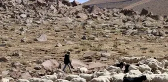 28 Yıldır Hayvancılıkla Geçimini Sağlayan Ahmet Koçak'ın Hikayesi