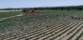 Yenice'de Aromalı Çilek Hasadı Devam Ediyor