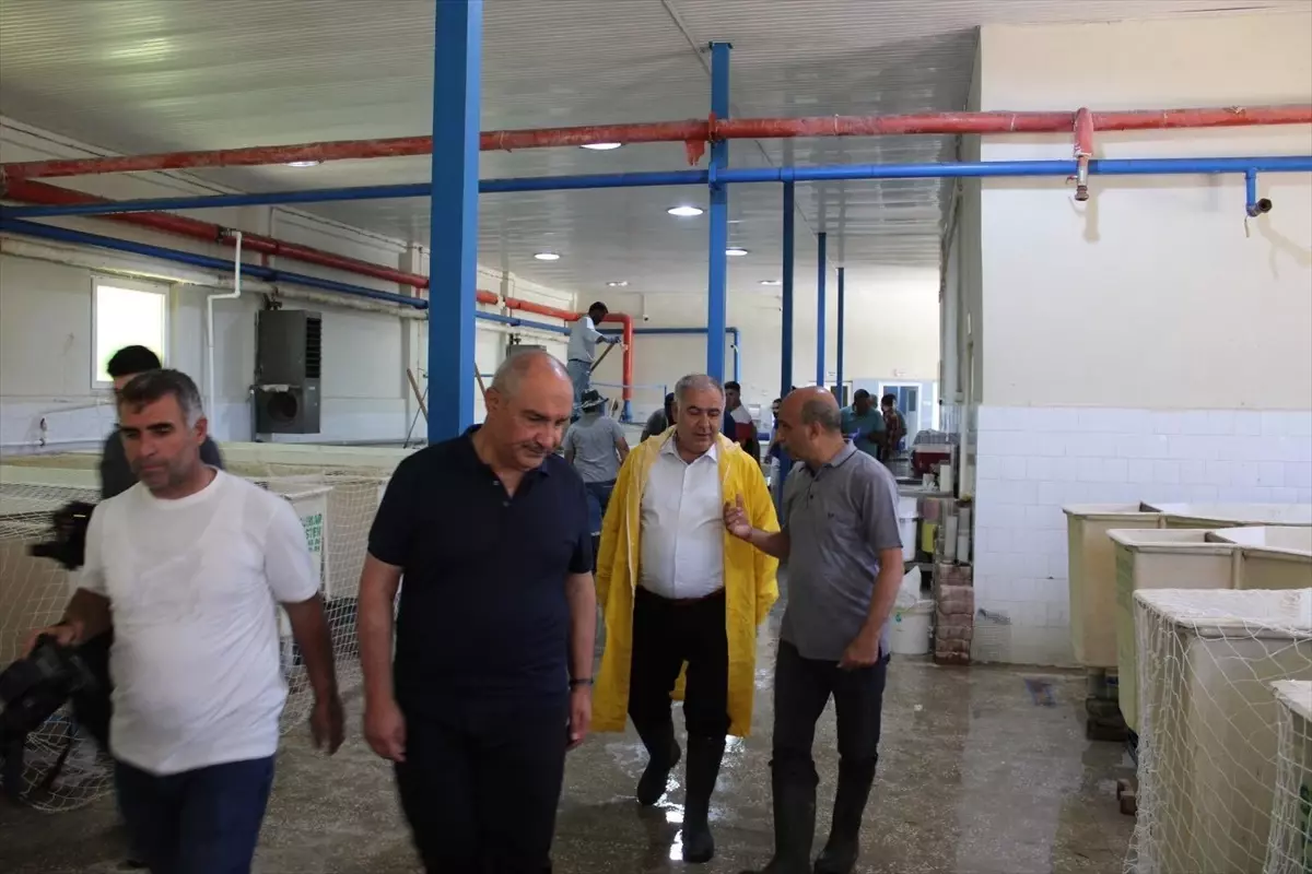 Elazığ'da 20 Milyon Sazan Balığı Üretimi Hedefleniyor