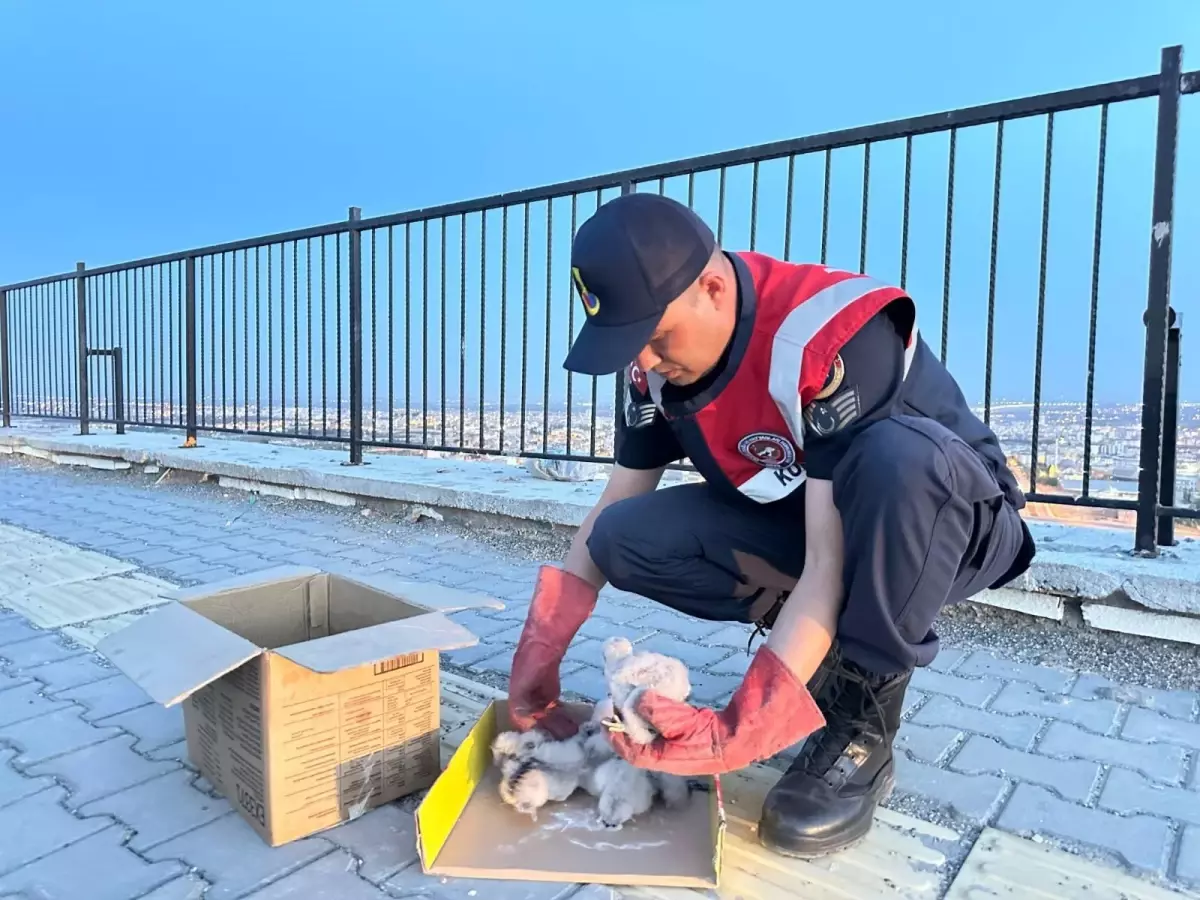 Kilis'te Bulunan Yavru Kartallar Koruma Altına Alındı