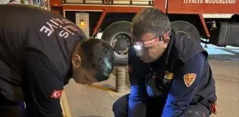 Kilis'te Ağaçta Mahsur Kalan Kedi Kurtarıldı