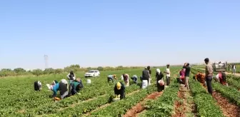 Kilis'te Biber Hasadı Başladı