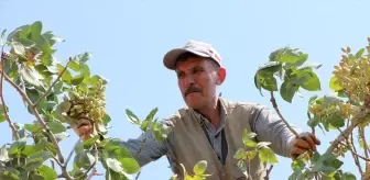 Kilis'te Boz Antep Fıstığı Hasadı Başladı