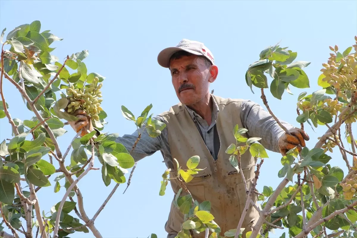 Kilis'te Boz Antep Fıstığı Hasadı Başladı