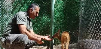Kilis'te Bulunan Karaca Yavrusu Şanlıurfa'da Bakım Altına Alındı