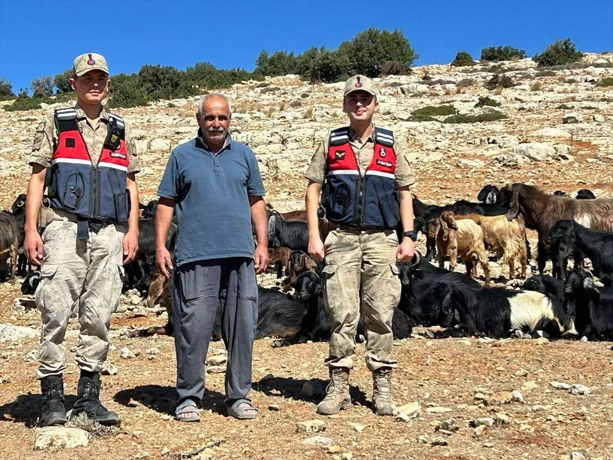 Kilis'te Kayıp 100 Küçükbaş Hayvan Bulundu