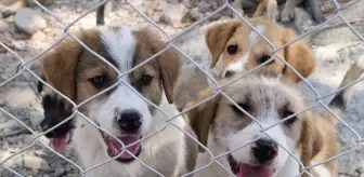 Kilis'te Sahipsiz Köpekler İçin Geçici Rehabilitasyon Alanı Kuruldu