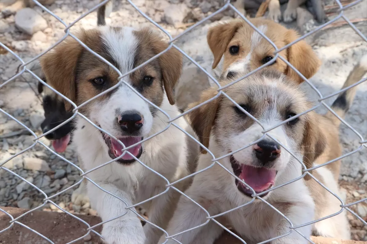 Kilis'te Sahipsiz Köpekler İçin Geçici Rehabilitasyon Alanı Kuruldu
