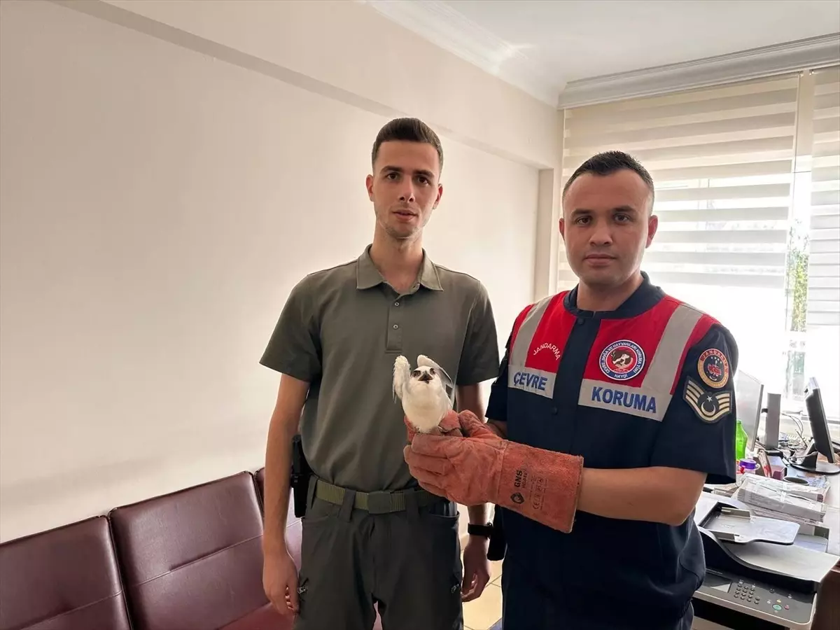 Yaralı Ak Çaylak Kuşu Koruma Altına Alındı