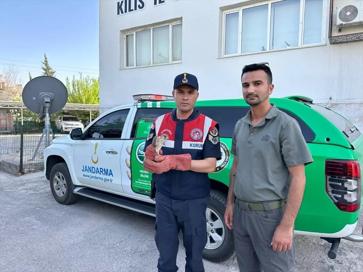 Kilis'te Yaralı Kerkenez Kuşu Koruma Altına Alındı